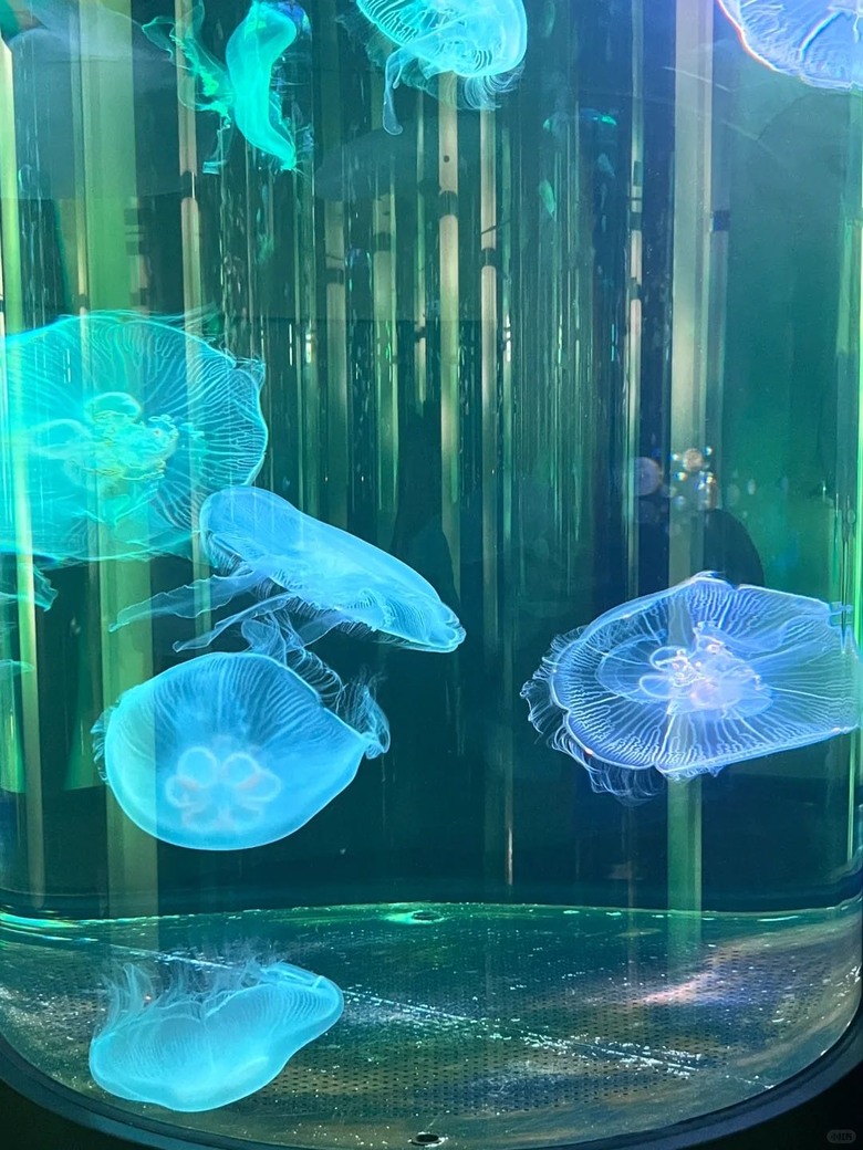 🇯🇵誰說沖繩只有美麗海水族館!🐟