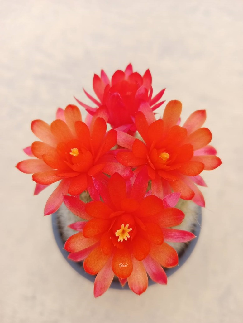 為什麼喜歡仙人掌, 因為仙人掌開花太......