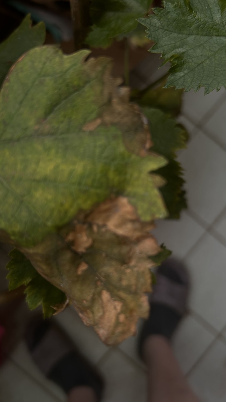 葡萄樹枯葉，請問如何處理，有噴過小蘇打水