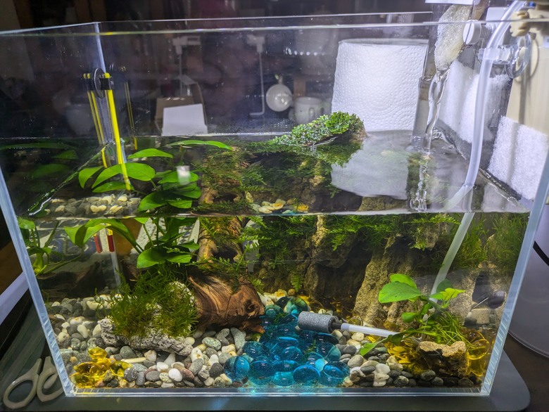 救命!魚卡進縫隙導致魚鰭破掉