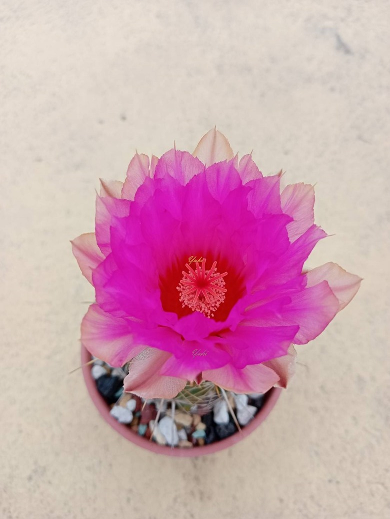 為什麼喜歡仙人掌, 因為仙人掌開花太......