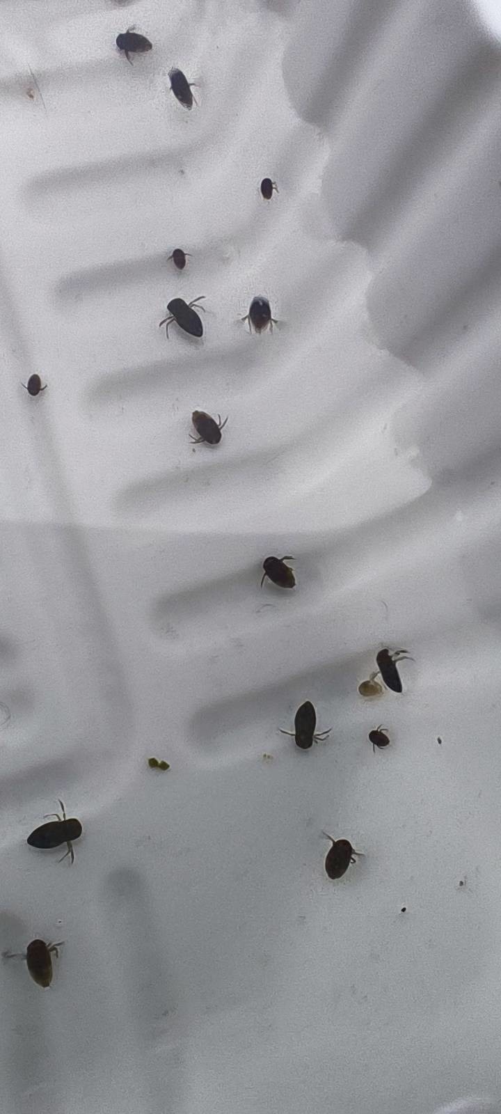 請問頂樓水池裡這是什麼生物?