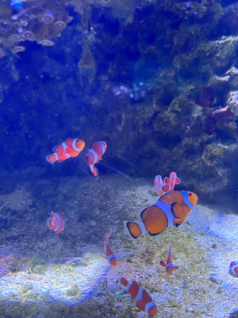🇯🇵誰說沖繩只有美麗海水族館!🐟