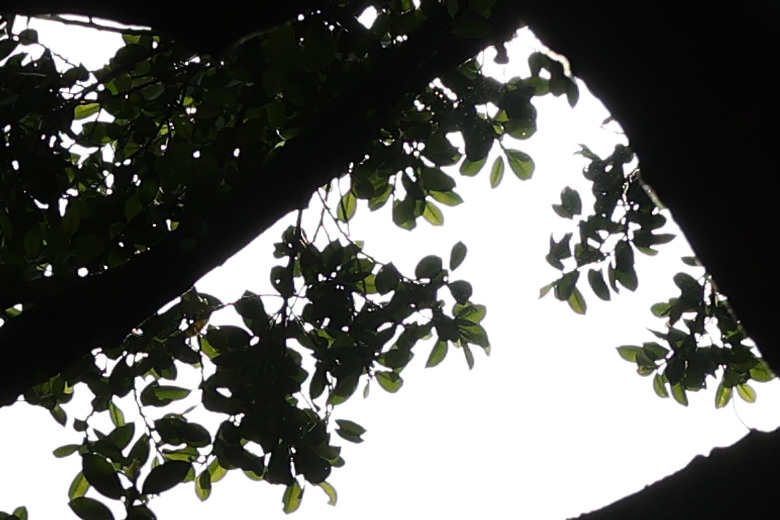 Canon RF 50mm f/1.4L VCM 評測報告｜攝錄混合實力派、全能標準鏡頭！