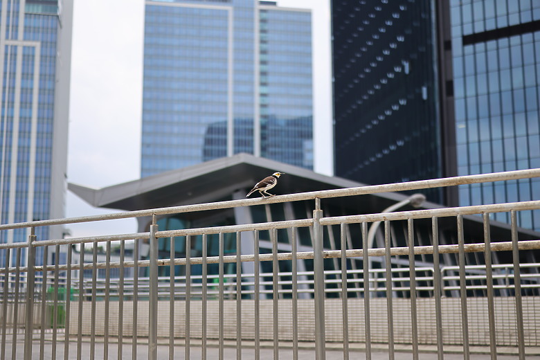 Canon RF 50mm f/1.4L VCM 評測報告｜攝錄混合實力派、全能標準鏡頭！