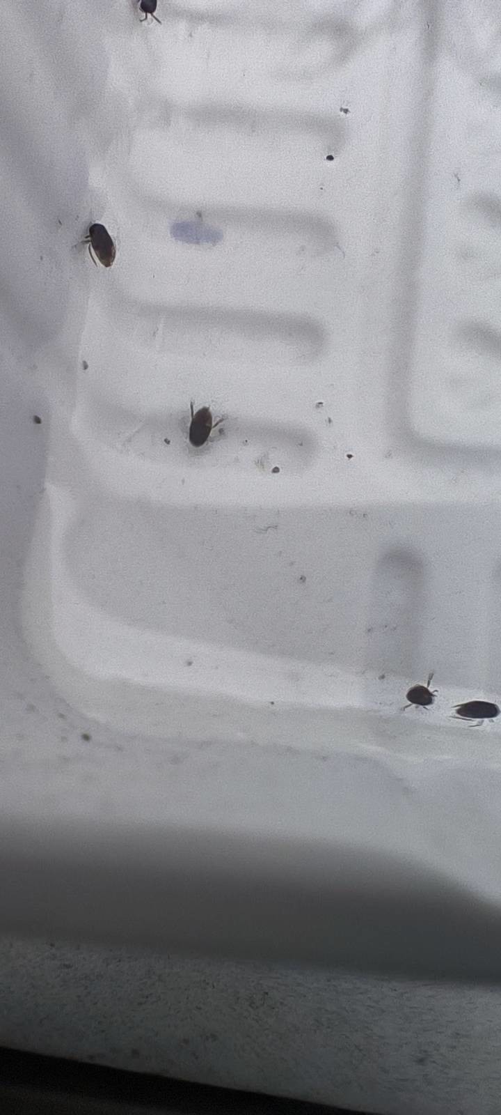 請問頂樓水池裡這是什麼生物?