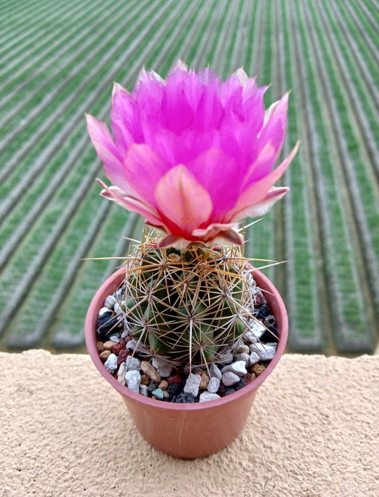 為什麼喜歡仙人掌, 因為仙人掌開花太......