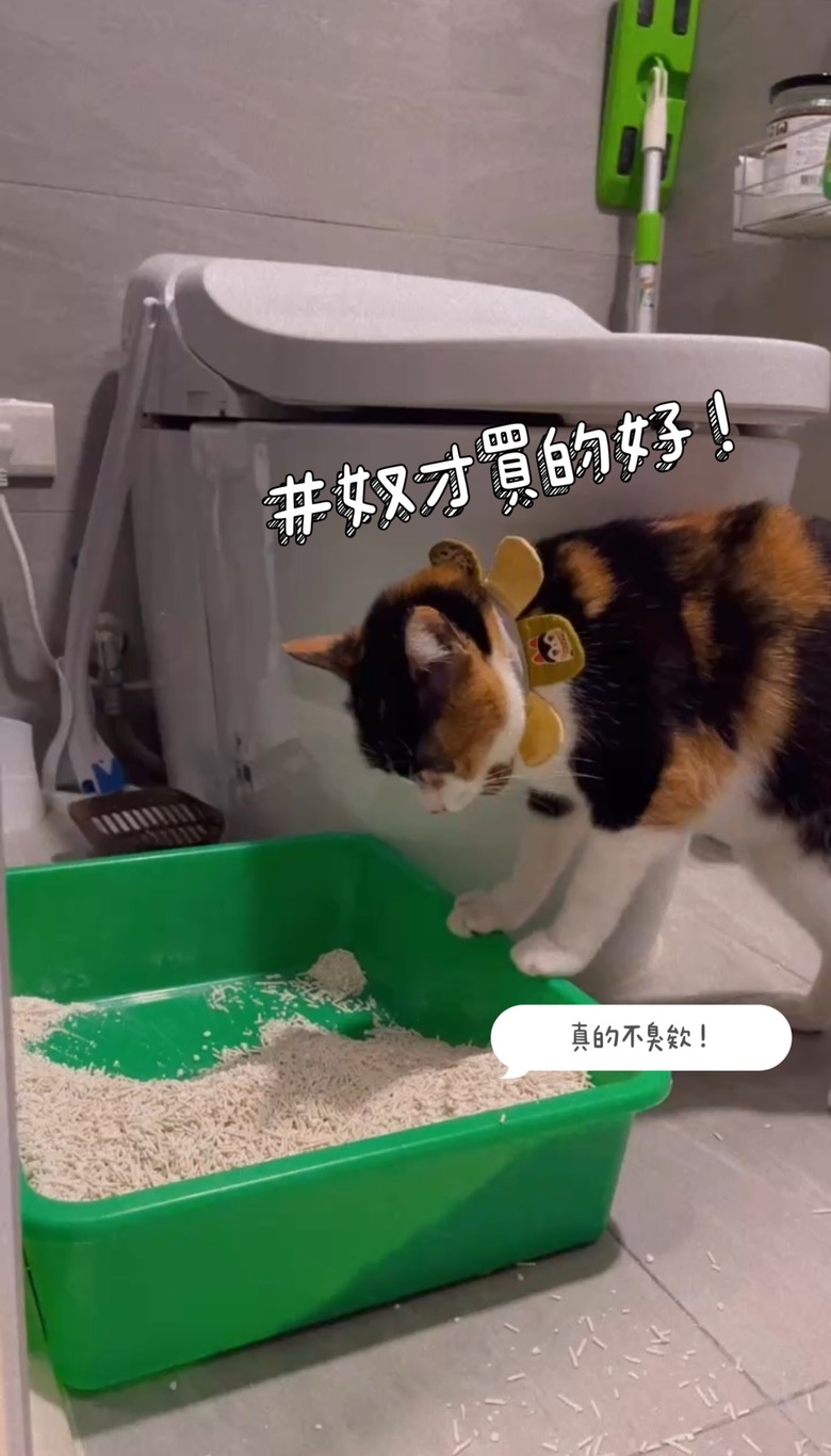 【貓砂推薦】告別用了九年的松木砂，轉愛木薯貓砂！整個非常好用，真心大推薦！