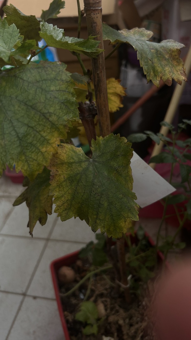 葡萄樹枯葉，請問如何處理，有噴過小蘇打水