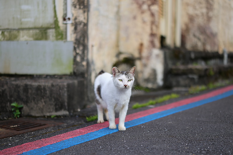 Canon RF 50mm f/1.4L VCM 評測報告｜攝錄混合實力派、全能標準鏡頭！