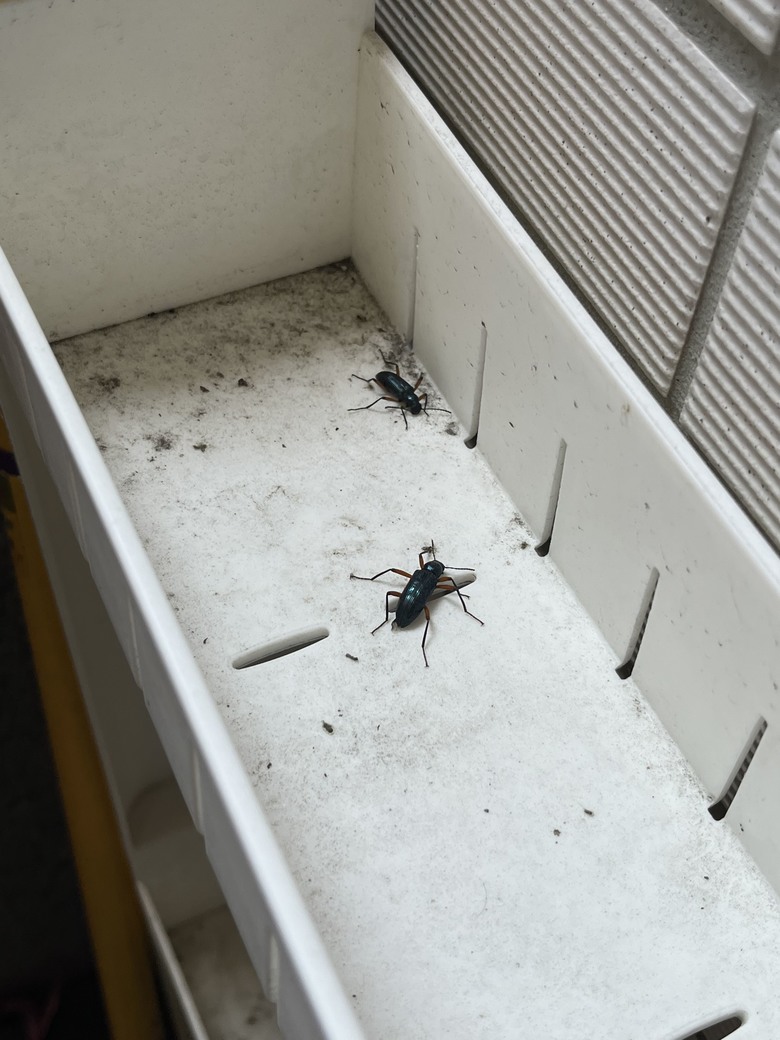 這是什麼蟲？？？！！