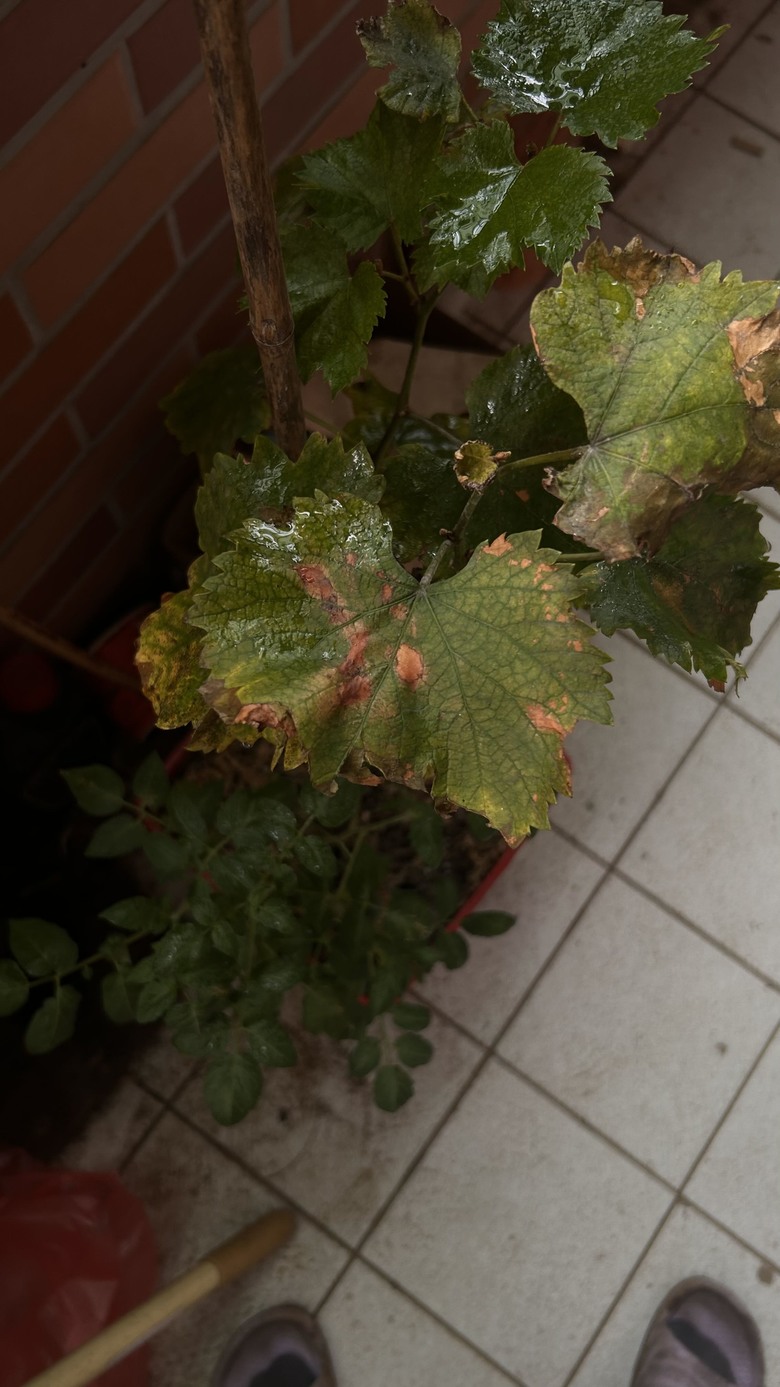 葡萄樹枯葉，請問如何處理，有噴過小蘇打水