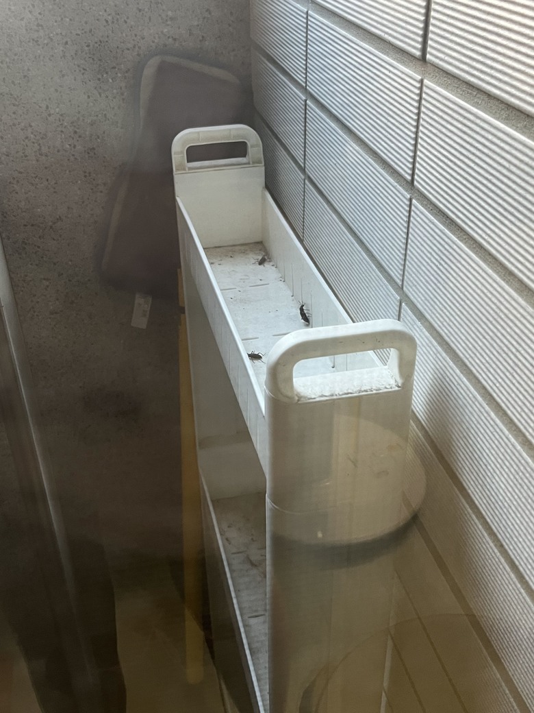 這是什麼蟲？？？！！