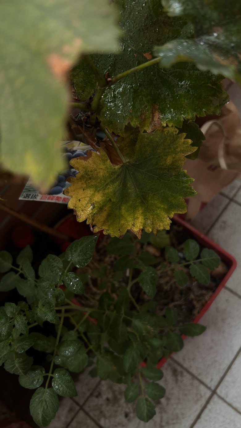 葡萄樹枯葉，請問如何處理，有噴過小蘇打水