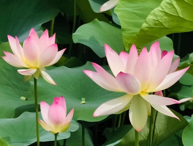 南投賞花必訪!松濤園蓮花清新脫俗 晨光綻放美如畫!