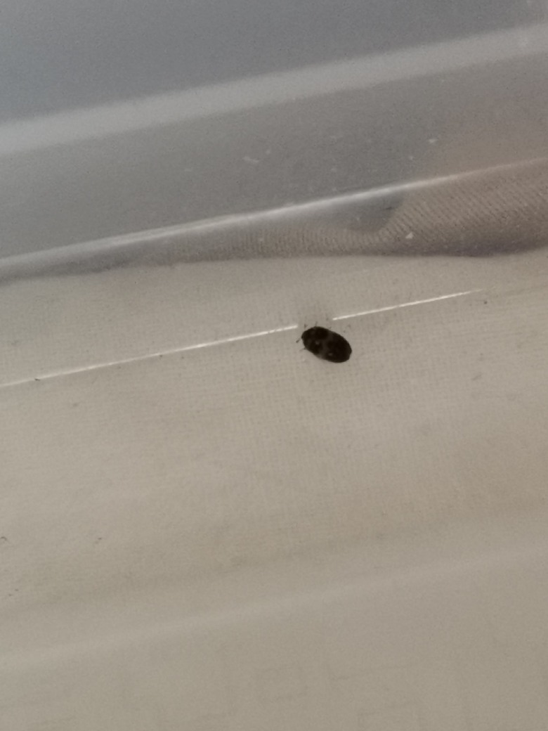 這是什麼昆蟲?會否咬人?