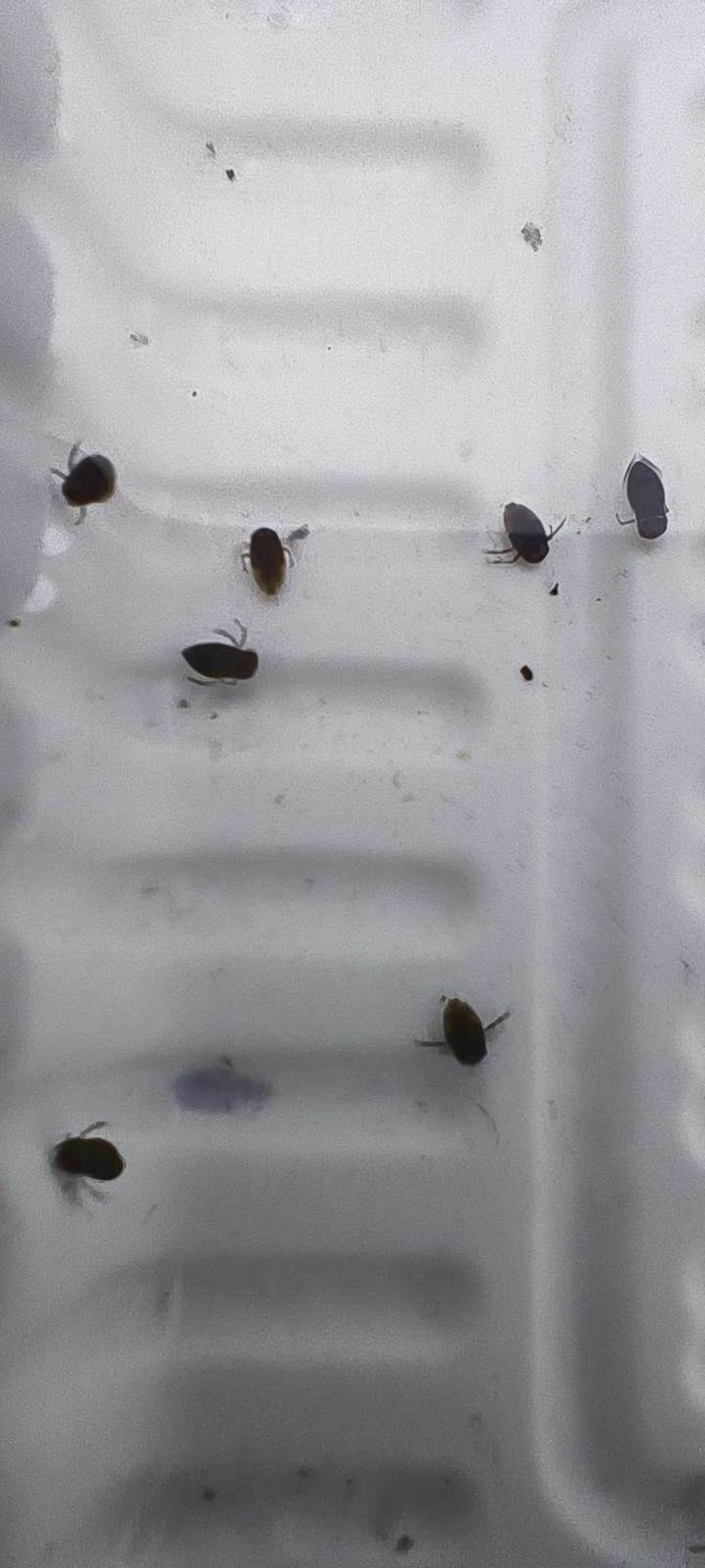 請問頂樓水池裡這是什麼生物?