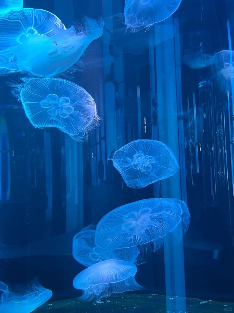 🇯🇵誰說沖繩只有美麗海水族館!🐟