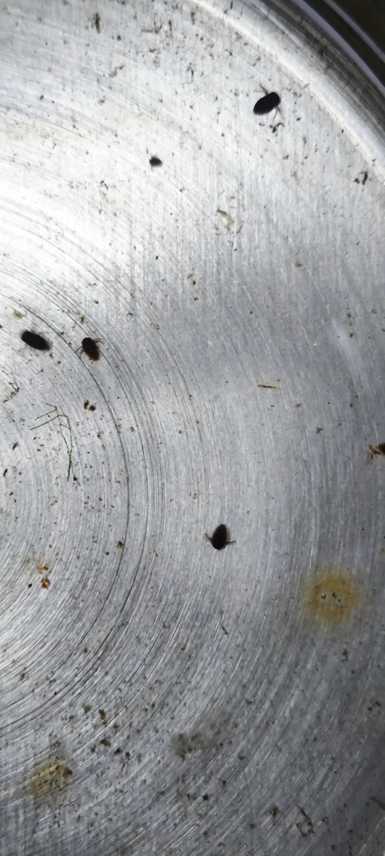 請問頂樓水池裡這是什麼生物?