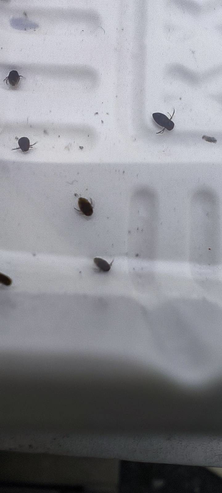 請問頂樓水池裡這是什麼生物?