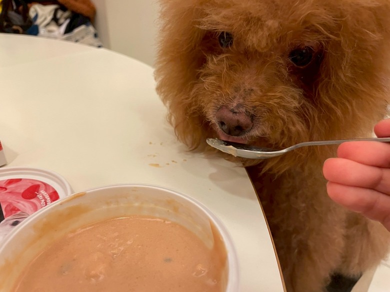 ipaw狗狗優格分享