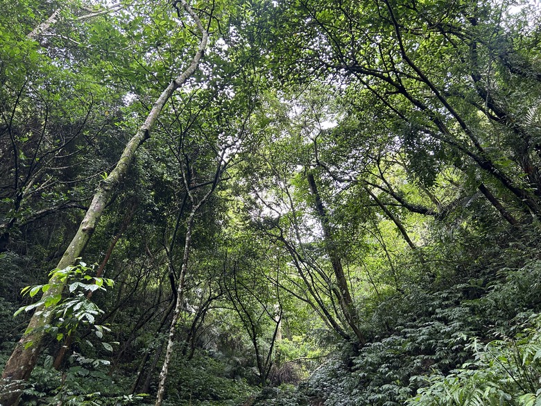 比百岳石門山更難的小百岳-桃園石門山步道