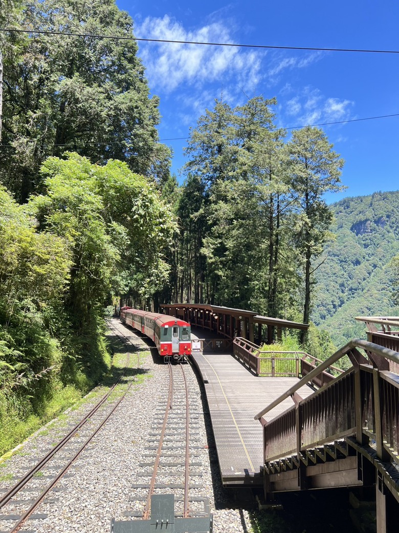 【阿里山開箱】搭神木線森林小火車 × 漫步巨木群步道 ｜走進檜木森林與時光的深處