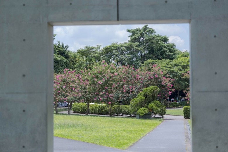 亞洲大學紫薇花綻放中！唯美花海x歐風建築 每一幀都美如畫