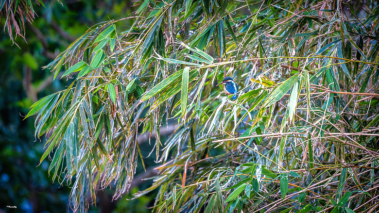 披著 Sport 的 Art！Sigma 500mm f/5.6 DG DN OS Sports （誠邀各位前輩蓋樓入住）