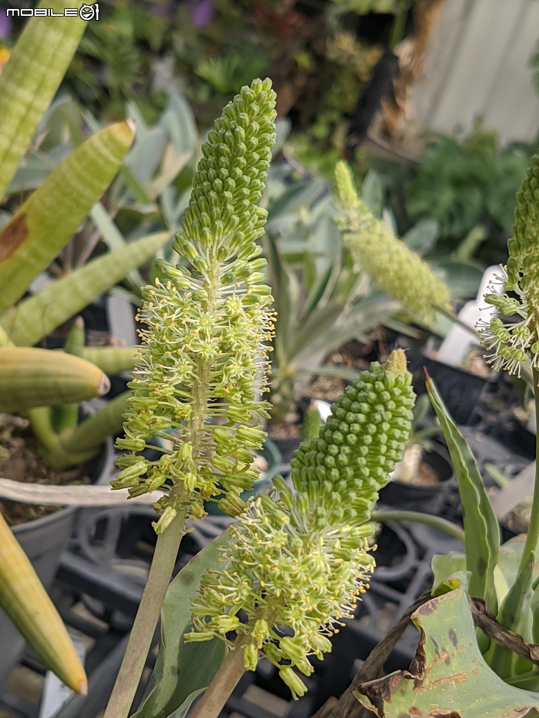 多肉植物開花 台南市歸仁區七甲花卉區 06/21