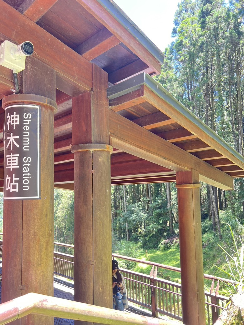 【阿里山開箱】搭神木線森林小火車 × 漫步巨木群步道 ｜走進檜木森林與時光的深處