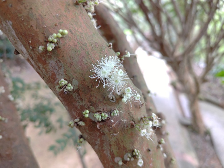 點我看大圖 【遊記】原來還有比「烏骨雞湯」,還要更黑的「雞湯」,關西仙草博物館 - 大漠國渡