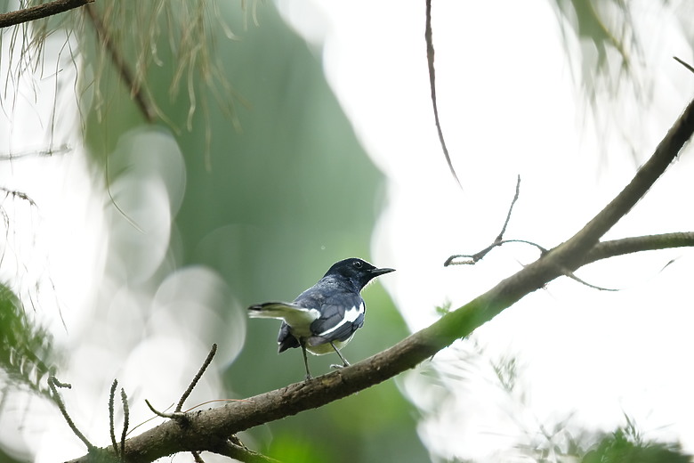 點我看大圖 Sigma 300-600mm f/4 DG OS Sports 評測報告|超望遠內變焦新標竿、一鏡封神誰與爭鋒!