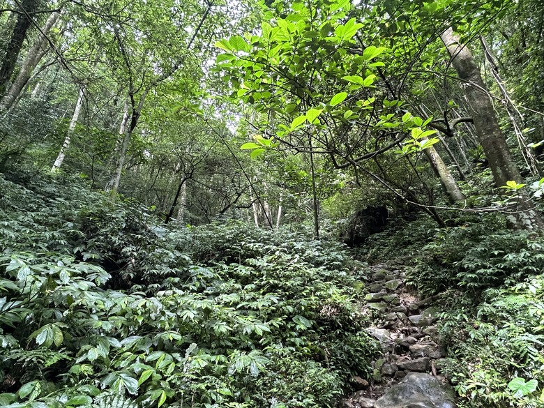 比百岳石門山更難的小百岳-桃園石門山步道