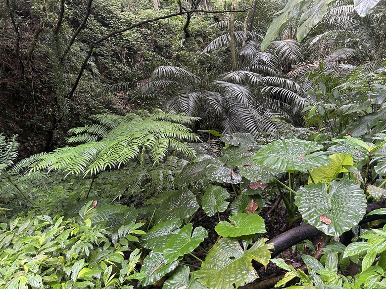 比百岳石門山更難的小百岳-桃園石門山步道