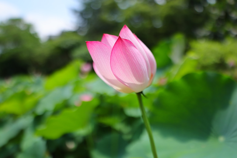 點我看大圖 Canon RF 20mm f/1.4L VCM 評測報告|開闊視野、攝錄混合一把罩!
