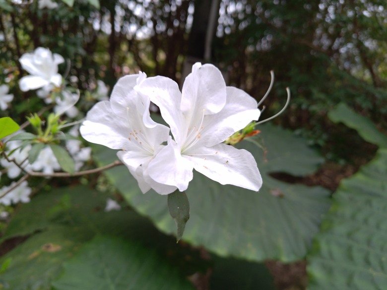 點我看大圖 【遊記】原來還有比「烏骨雞湯」,還要更黑的「雞湯」,關西仙草博物館 - 大漠國渡