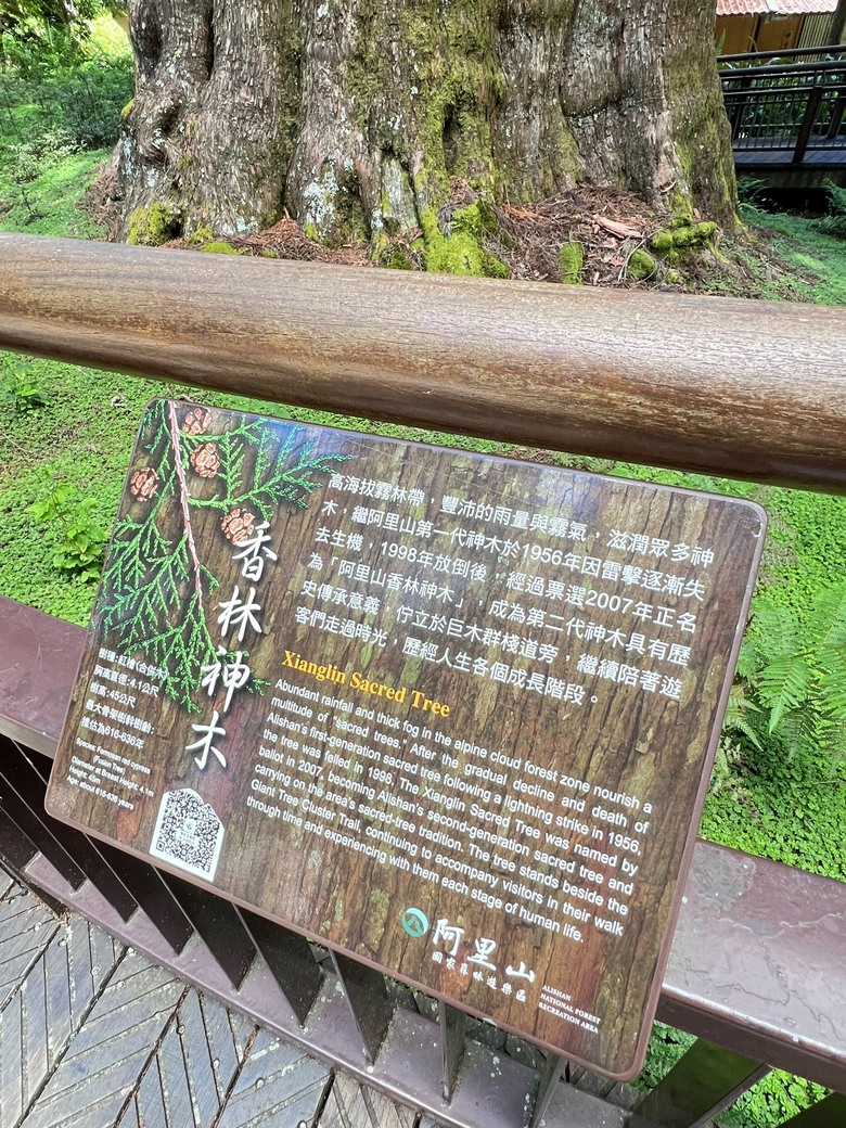 【阿里山開箱】搭神木線森林小火車 × 漫步巨木群步道 ｜走進檜木森林與時光的深處