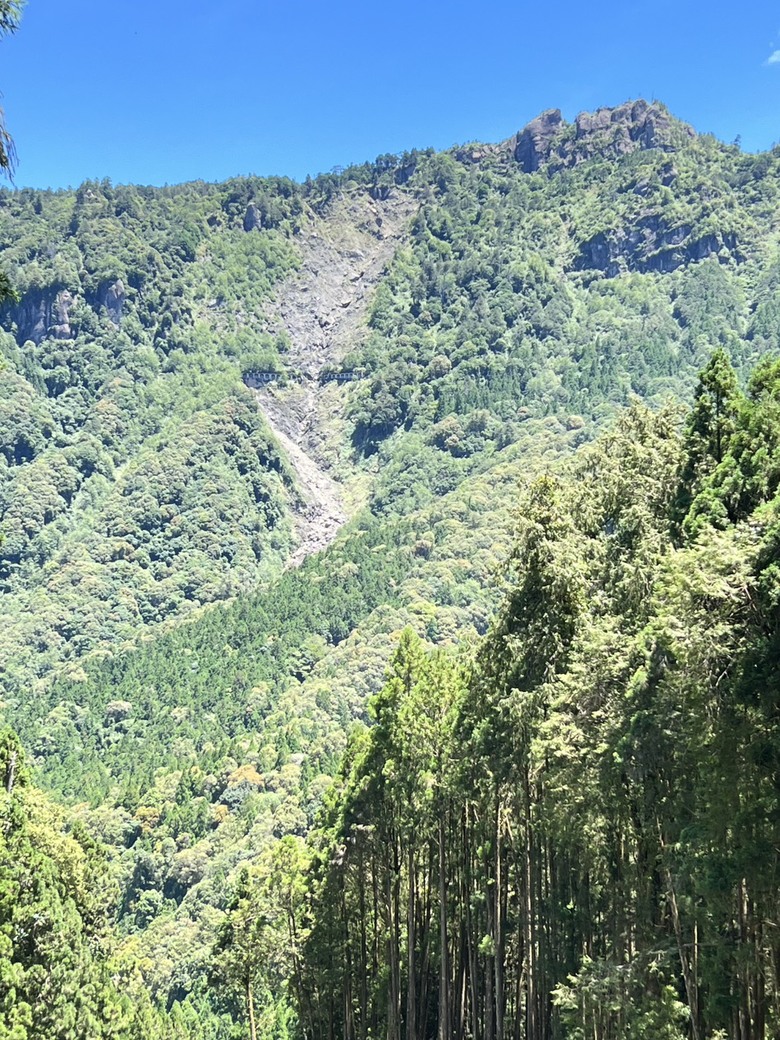 【阿里山開箱】搭神木線森林小火車 × 漫步巨木群步道 ｜走進檜木森林與時光的深處