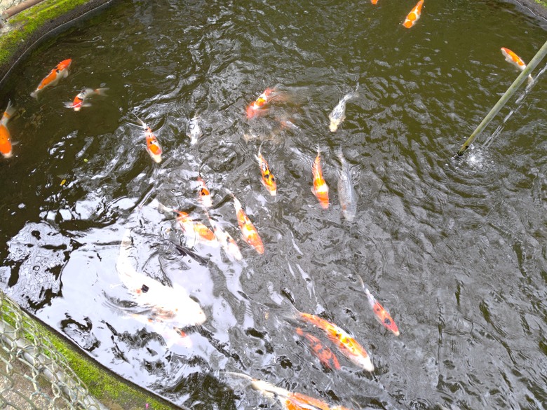 點我看大圖 【遊記】原來還有比「烏骨雞湯」,還要更黑的「雞湯」,關西仙草博物館 - 大漠國渡