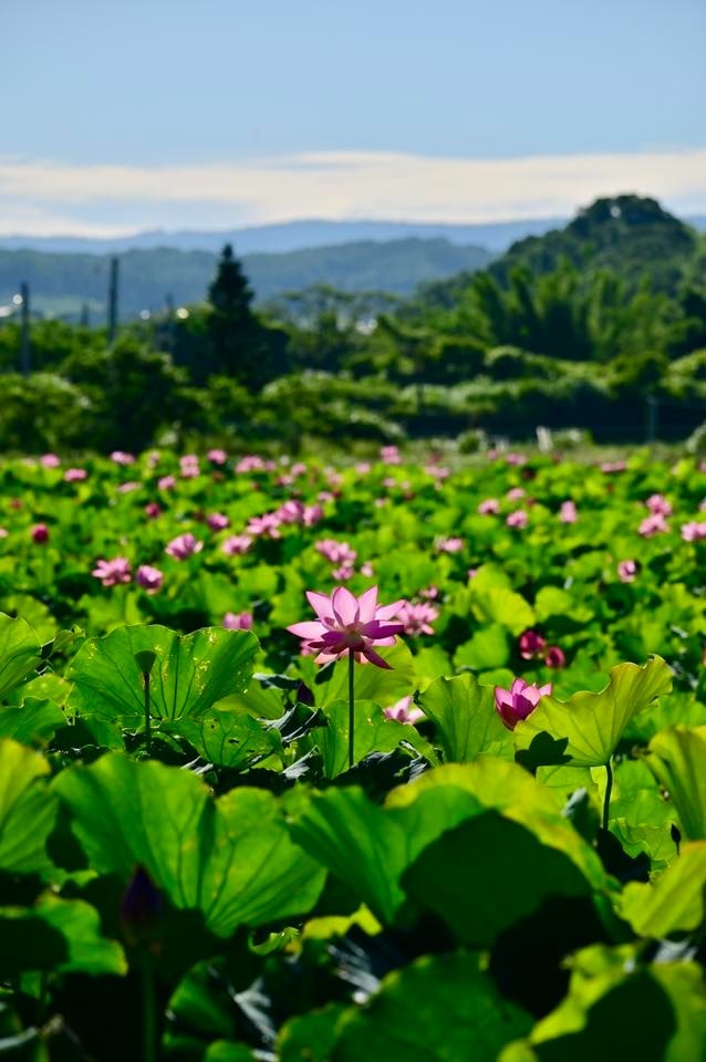 淡水屯山荷花園盛開│日出映荷蜂蝶翩舞 單色荷花更顯動人