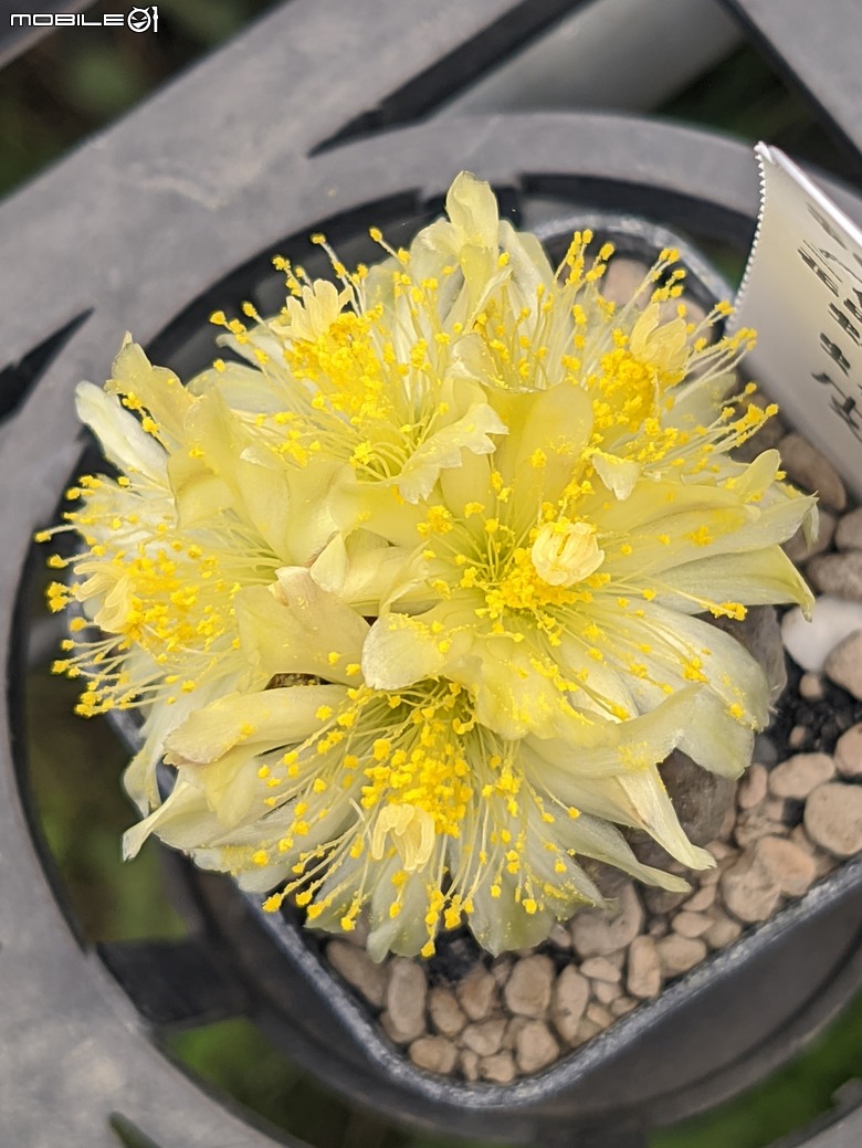 多肉植物開花 台南市歸仁區七甲花卉區 06/08