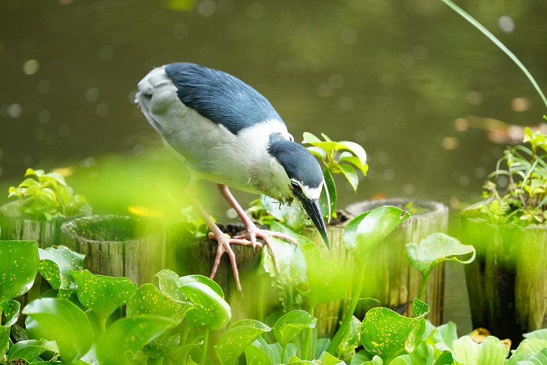 點我看大圖 Sigma 300-600mm f/4 DG OS Sports 評測報告|超望遠內變焦新標竿、一鏡封神誰與爭鋒!