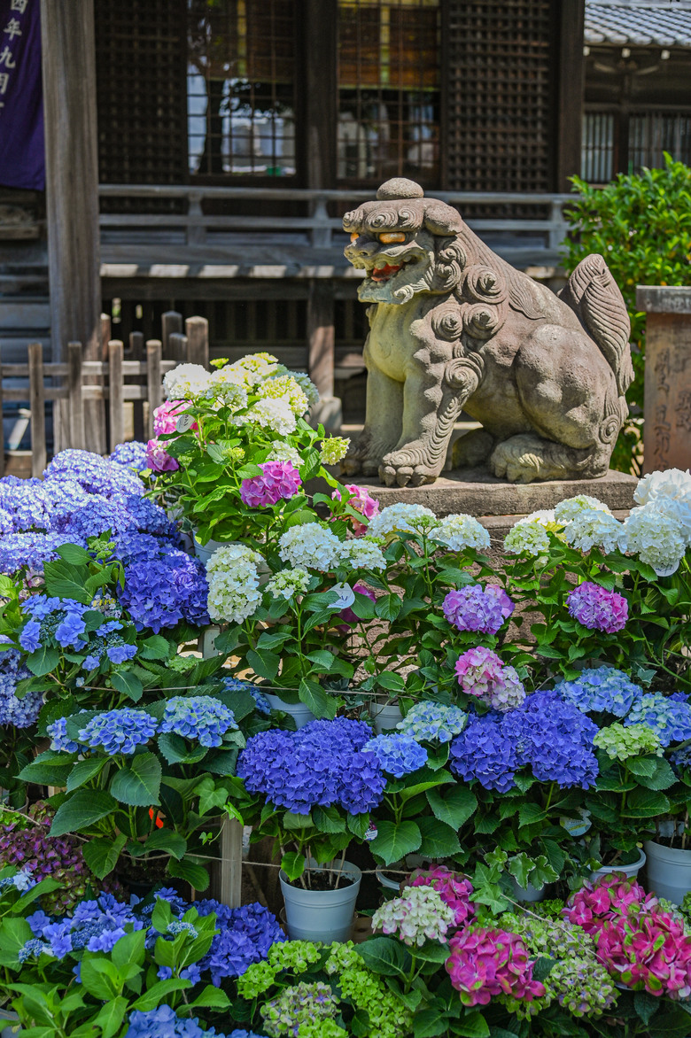 東京市區也可欣賞整片的紫陽花-文京區白山神社紫陽花季