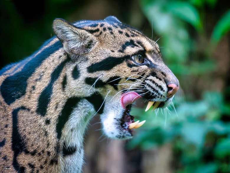 披著 Sport 的 Art！Sigma 500mm f/5.6 DG DN OS Sports （誠邀各位前輩蓋樓入住）