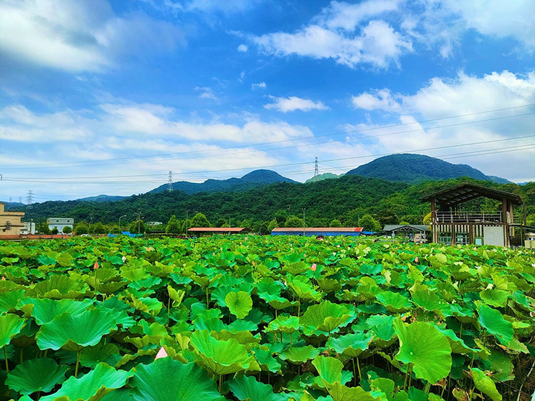 2025雙溪荷花季│7公頃綠田粉蓮海 邀你來場夏日田園派對！