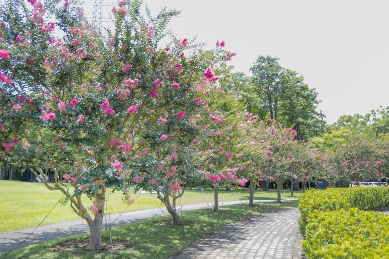 亞洲大學紫薇花綻放中！唯美花海x歐風建築 每一幀都美如畫