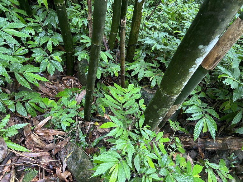比百岳石門山更難的小百岳-桃園石門山步道