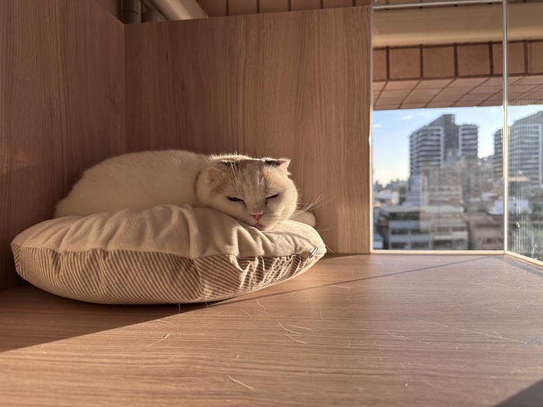 點我看大圖 【開箱】兩大兩貓的現代簡約風宅居|屋齡25年中古屋大變身|寵物宅設計