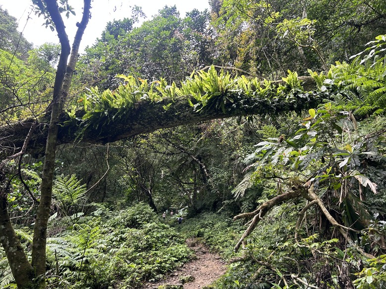 比百岳石門山更難的小百岳-桃園石門山步道